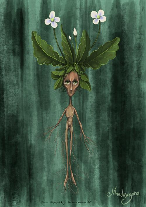 Mandragora